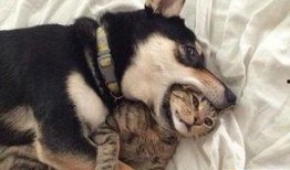 狗狗酋长爆料视频大全最新,揭秘萌宠界的神秘故事